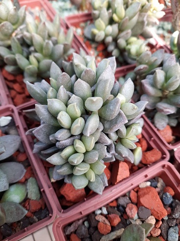 Адромисхус шулдианус Джуттэй (Adromischus schuldtianus subsp. Juttae), 4-6 см куст